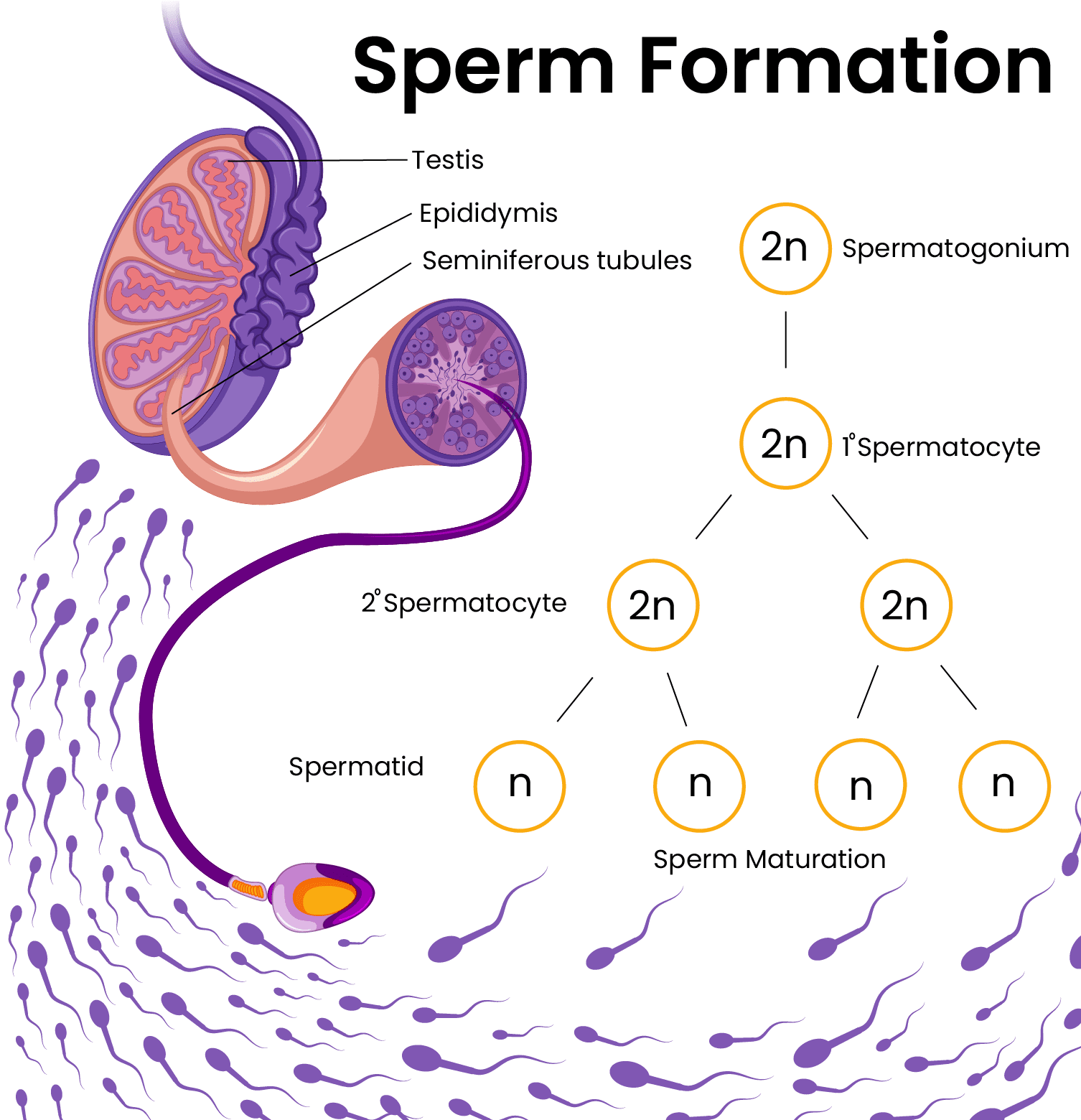 Sperm-Formation