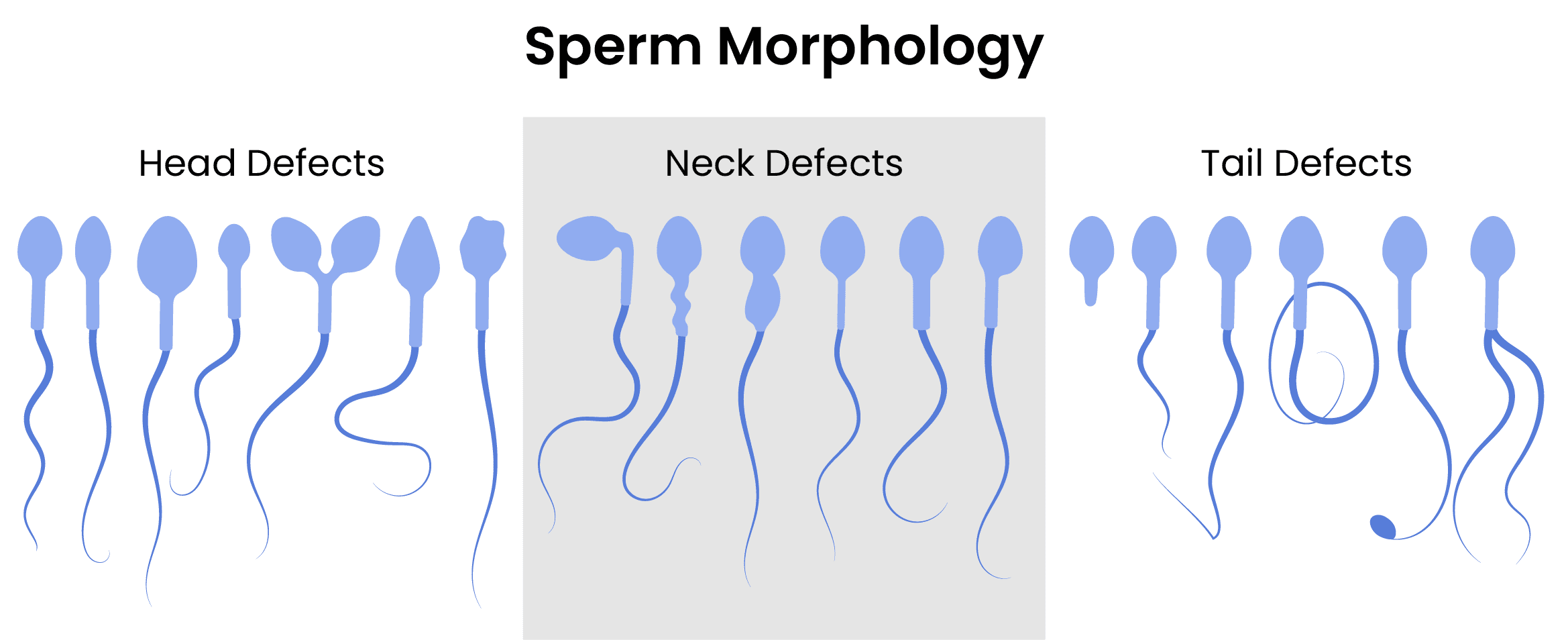 Sperm-Morphology